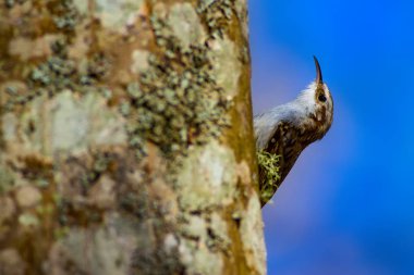 sevimli kuş tırmanma ağacı. Orman kuşu. Orman arka planı. Kısa toed Treecreeper. Certhia brachydactyla.