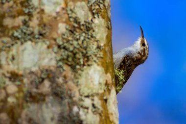sevimli kuş tırmanma ağacı. Orman kuşu. Orman arka planı. Kısa toed Treecreeper. Certhia brachydactyla.