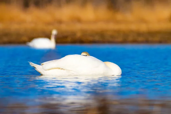 Cisne Nadador Fondo Azul Agua Hierba Amarilla Pájaro Cisne Mudo — Foto de Stock