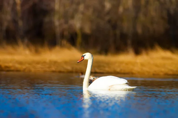 Cisne Nadador Fondo Azul Agua Hierba Amarilla Pájaro Cisne Mudo — Foto de Stock