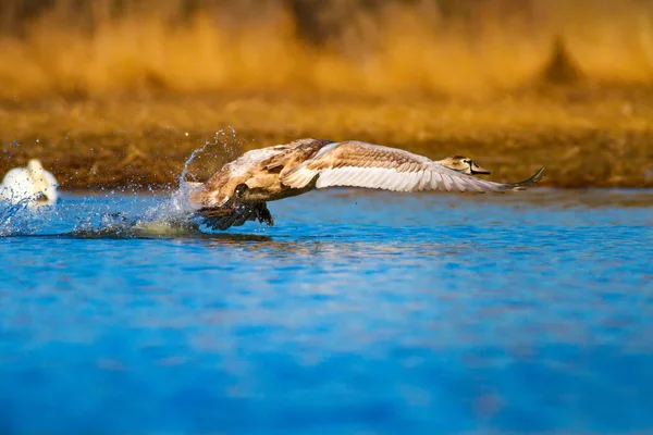 Flying swan. White swan. Natural background.