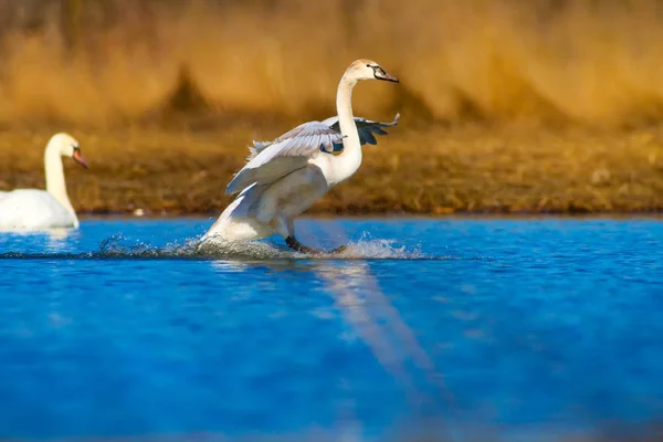 飛ぶ白鳥 白い白鳥自然な背景 — ストック写真