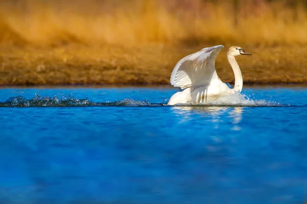 Flying swan. White swan. Natural background.