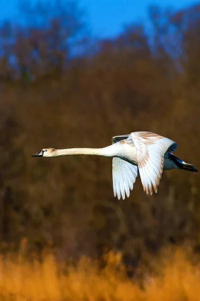 Flying swan. White swan. Natural background.