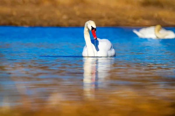 Плавальний Лебідь Блакитна Вода Жовта Трава Фону Птах Німий Лебедине — стокове фото