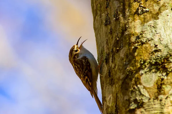 sevimli kuş tırmanma ağacı. Orman kuşu. Orman arka planı. Kısa toed Treecreeper. Certhia brachydactyla.