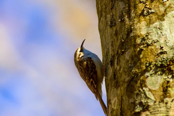 cute bird climbing tree. Forest bird. Forest Background. Short toed Treecreeper. Certhia brachydactyla.