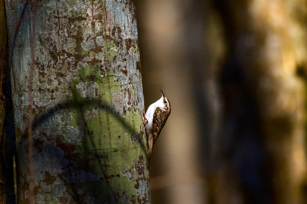 cute bird climbing tree. Forest bird. Forest Background. Short toed Treecreeper. Certhia brachydactyla.
