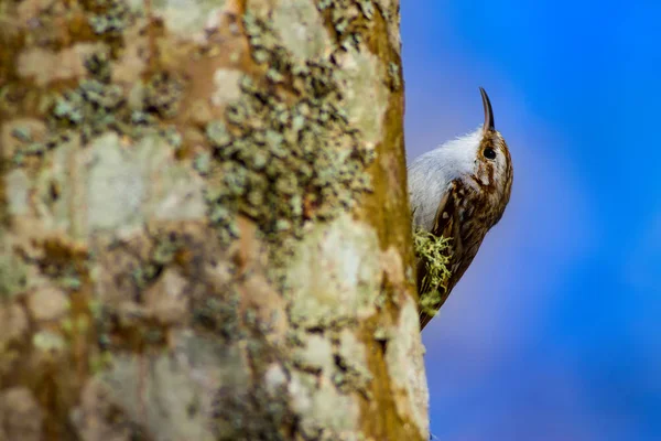 可爱的小鸟爬树 森林鸟森林背景 短的托普树爬行者 切尔蒂娅 布拉奇塔奇拉 — 图库照片