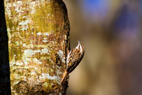 cute bird climbing tree. Forest bird. Forest Background. Short toed Treecreeper. Certhia brachydactyla.