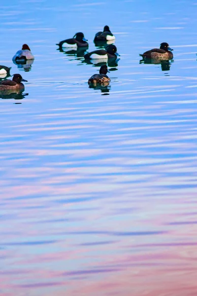 Patos Nadadores Fondo Agua Colorido — Foto de Stock