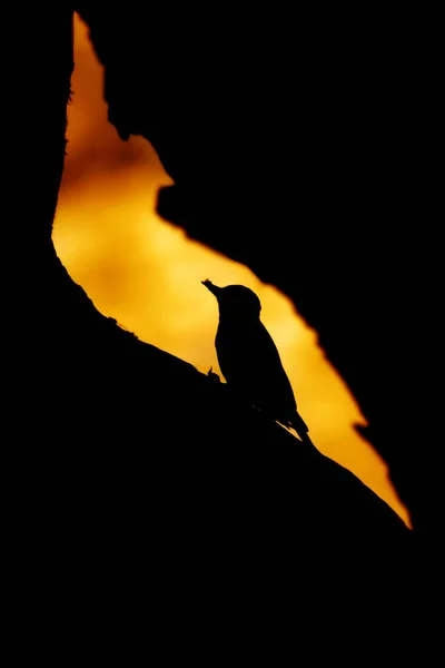 Söt Hackspett Träd Solnedgång Natur Bakgrund Fågel Mellersta Fläckig Hackspett — Stockfoto