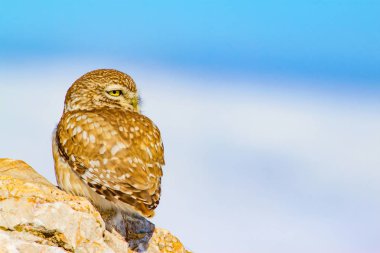 Kış ve baykuş. Küçük Baykuş. Athene noctua. Doğa arka planı.