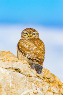 Kış ve baykuş. Küçük Baykuş. Athene noctua. Doğa arka planı.