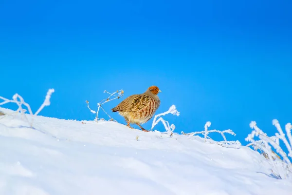 Уинтер Партридж Снежный Фон — стоковое фото