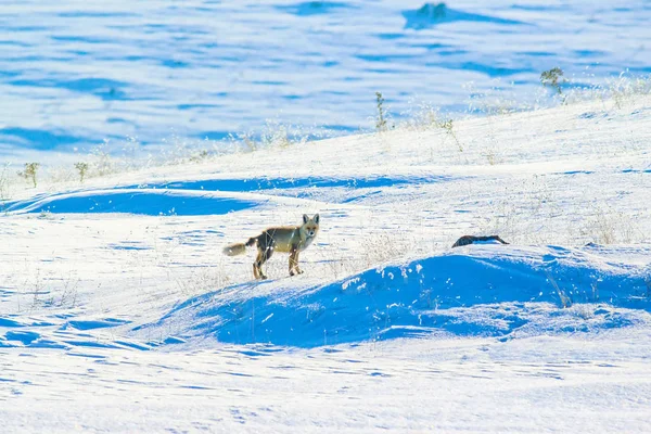 Winter and fox. Winter nature background.