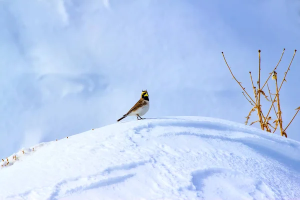 Invierno Aves Lindo Pajarito Alondra Con Cuernos Escena Invierno Fondo —  Fotos de Stock