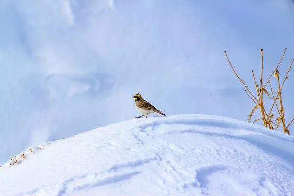 겨울과 귀여운 라크입니다 장면입니다 배경입니다 에모필라 알페스트리스 — 스톡 사진