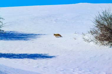 Kış ve tilki. Kış doğa arka plan.