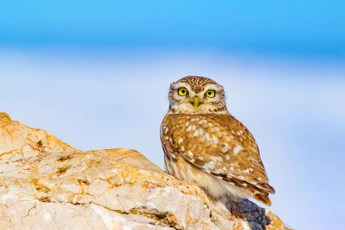 Kış ve baykuş. Küçük Baykuş. Athene noctua. Doğa arka planı.