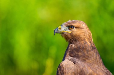 Şahin portresi. Yeşil doğa arka planı. Uzun bacaklı Şahin. Buteo rufinus.