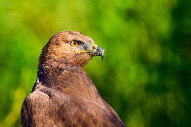 Şahin portresi. Yeşil doğa arka planı. Uzun bacaklı Şahin. Buteo rufinus.