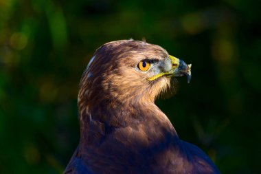Şahin portresi. Yeşil doğa arka planı. Uzun bacaklı Şahin. Buteo rufinus.