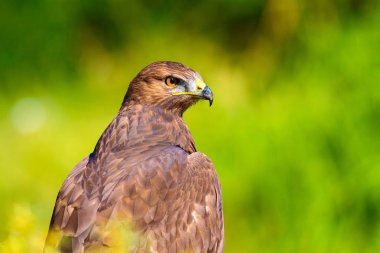 Şahin portresi. Yeşil doğa arka planı. Uzun bacaklı Şahin. Buteo rufinus.