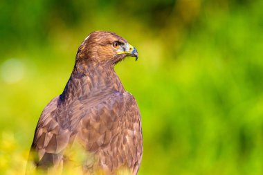 Şahin portresi. Yeşil doğa arka planı. Uzun bacaklı Şahin. Buteo rufinus.