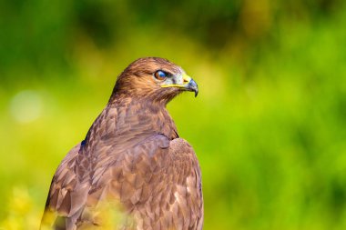 Şahin portresi. Yeşil doğa arka planı. Uzun bacaklı Şahin. Buteo rufinus.