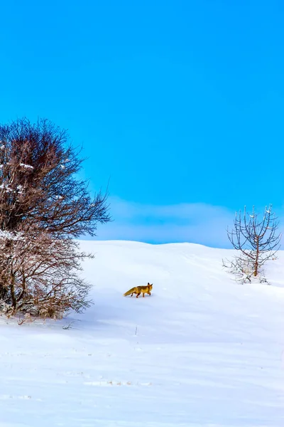 Winter and fox. Winter nature background.