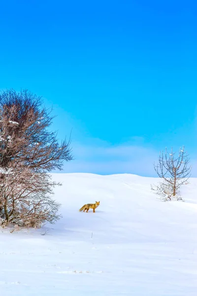 Winter and fox. Winter nature background.