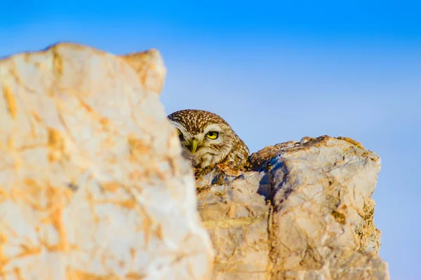 Winter Owl Little Owl Athene Noctua Nature Background — Stock Photo, Image