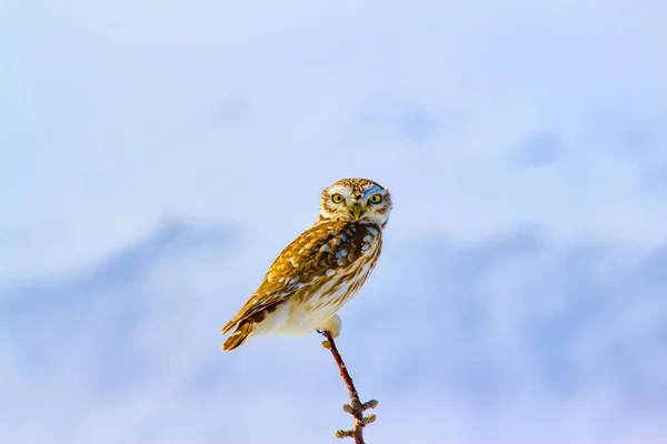 Winter Und Eule Steinkauz Athene Noctua Hintergrund Natur — Stockfoto