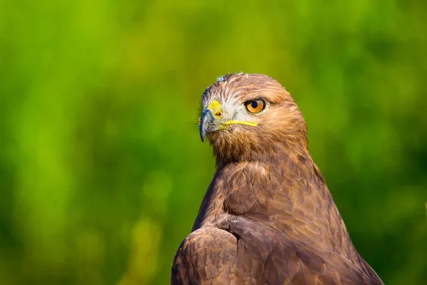 Falkenporträt Hintergrund Grüne Natur Langbeiniger Mäusebussard Buteo Rufinus — Stockfoto