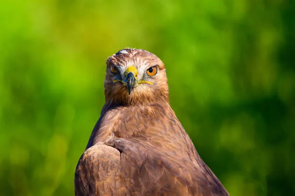 Falkenporträt Hintergrund Grüne Natur Langbeiniger Mäusebussard Buteo Rufinus — Stockfoto