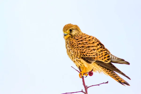 Χειμώνας Και Ζώα Χειμερινό Φόντο Natura Πουλί Κέστρελ — Φωτογραφία Αρχείου