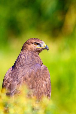Şahin portresi. Yeşil doğa arka planı. Uzun bacaklı Şahin. Buteo rufinus.