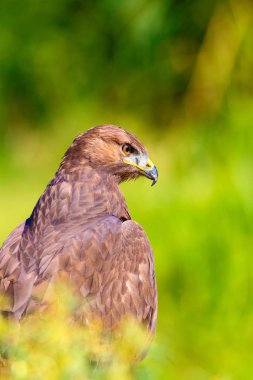 Şahin portresi. Yeşil doğa arka planı. Uzun bacaklı Şahin. Buteo rufinus.