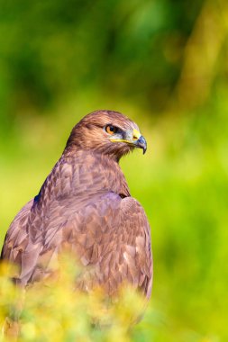 Şahin portresi. Yeşil doğa arka planı. Uzun bacaklı Şahin. Buteo rufinus.