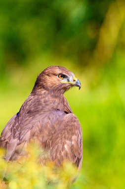 Şahin portresi. Yeşil doğa arka planı. Uzun bacaklı Şahin. Buteo rufinus.