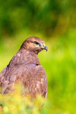 Şahin portresi. Yeşil doğa arka planı. Uzun bacaklı Şahin. Buteo rufinus.