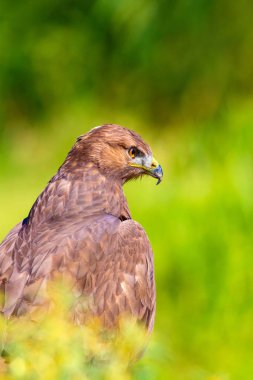 Şahin portresi. Yeşil doğa arka planı. Uzun bacaklı Şahin. Buteo rufinus.