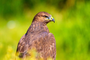 Şahin portresi. Yeşil doğa arka planı. Uzun bacaklı Şahin. Buteo rufinus.