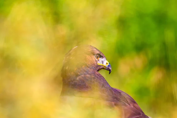 Hawk Portrait Green Nature Background Long Legged Buzzard Buteo Rufinus — Stock Photo, Image