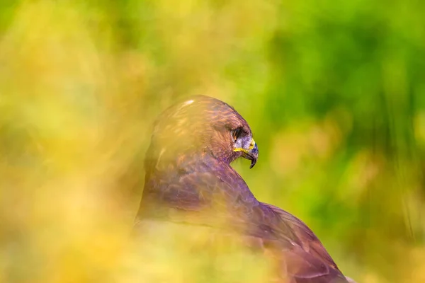 Ritratto Falco Sfondo Verde Natura Poiana Con Gambe Lunghe Buteo — Foto Stock