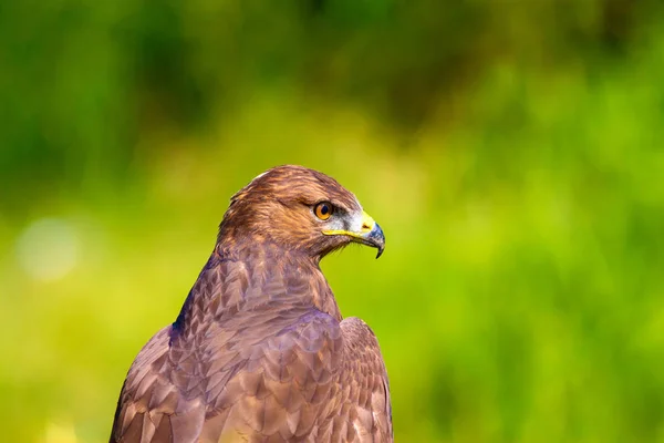 Falkenporträt Hintergrund Grüne Natur Langbeiniger Mäusebussard Buteo Rufinus — Stockfoto