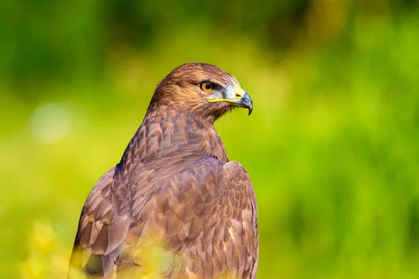 Falkenporträt Hintergrund Grüne Natur Langbeiniger Mäusebussard Buteo Rufinus — Stockfoto