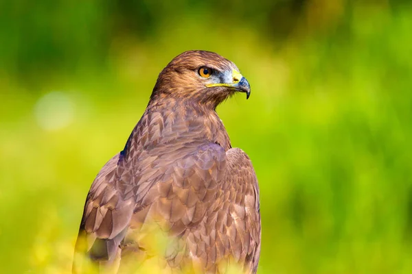 Falkenporträt Hintergrund Grüne Natur Langbeiniger Mäusebussard Buteo Rufinus — Stockfoto