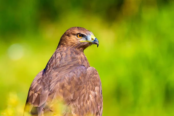 Falkenporträt Hintergrund Grüne Natur Langbeiniger Mäusebussard Buteo Rufinus — Stockfoto